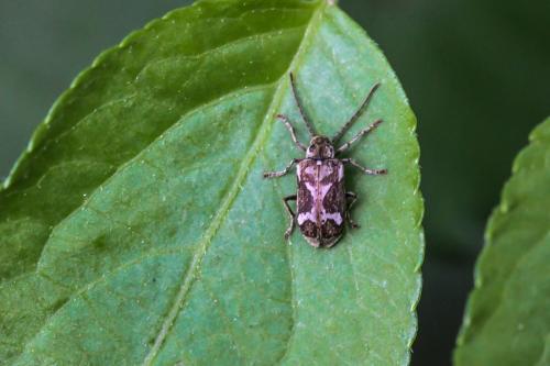 Réf. 332 776 : Ptinomorphus imperialis